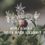 képenkertek-02